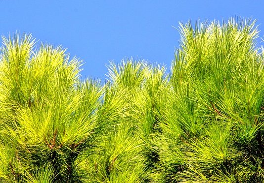 Conifere nane 1114 0 Conifere nane